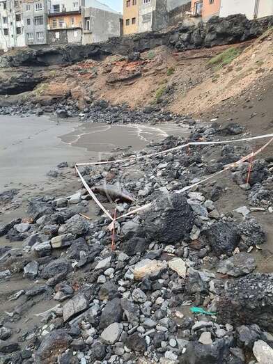 La zona donde se encuentra el delfín muerto fue perimetrada con cintas por Protección Civil (Foto TA)