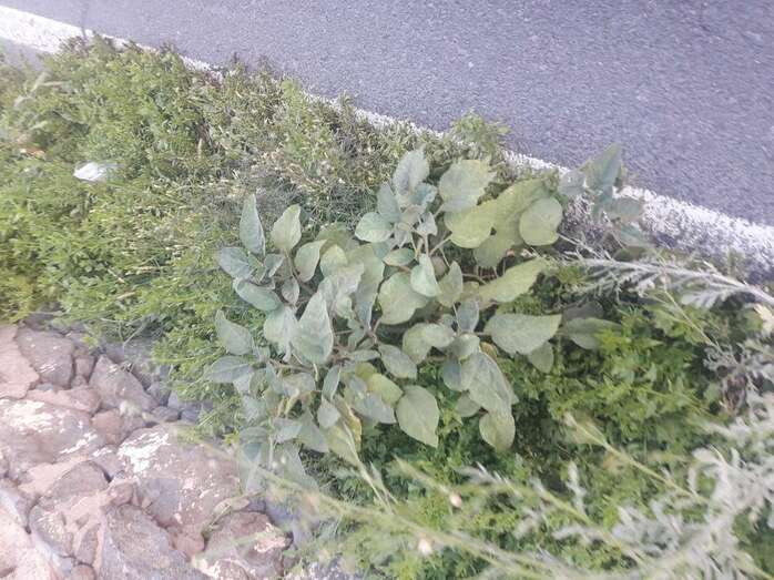 Maleza en los márgenes de la via (Foto TA)