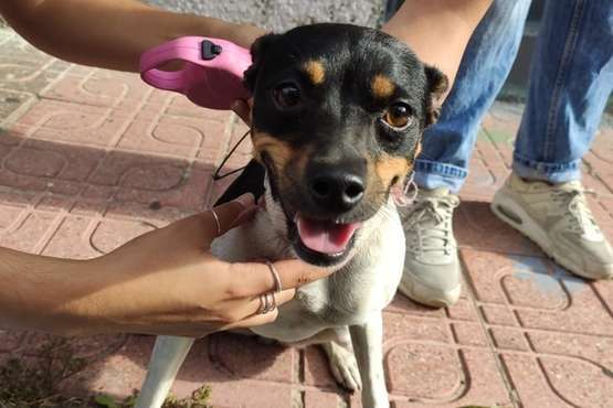  Perro busca a su dueño en Telde (Foto TA)