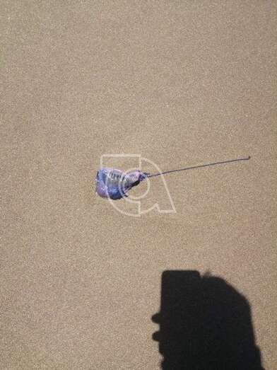Ejemplar de medusa en la arena de Playa del Hombre (Foto TA)
