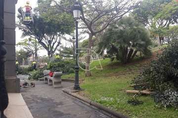 Criticas a una poda de árboles en Arnao porque acaban con nidos y crías de aves (Foto TA)