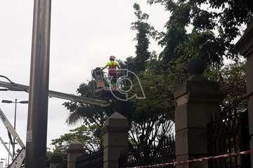 Criticas a una poda de árboles en Arnao porque acaban con nidos y crías de aves (Foto TA)