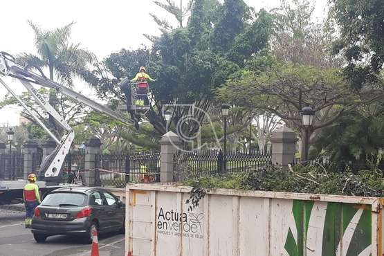 Criticas a una poda de árboles en Arnao porque acaban con nidos y crías de aves (Foto TA)