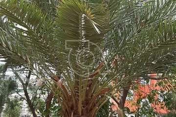 Las Remudas pide la retirada de restos secos de poda de sus jardines y corte de ramas de árboles (Foto TA)