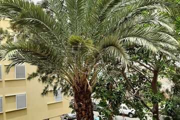 Las Remudas pide la retirada de restos secos de poda de sus jardines y corte de ramas de árboles (Foto TA)