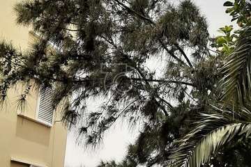 Las Remudas pide la retirada de restos secos de poda de sus jardines y corte de ramas de árboles (Foto TA)