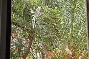 Las Remudas pide la retirada de restos secos de poda de sus jardines y corte de ramas de árboles (Foto TA)