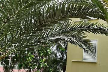 Las Remudas pide la retirada de restos secos de poda de sus jardines y corte de ramas de árboles (Foto TA)