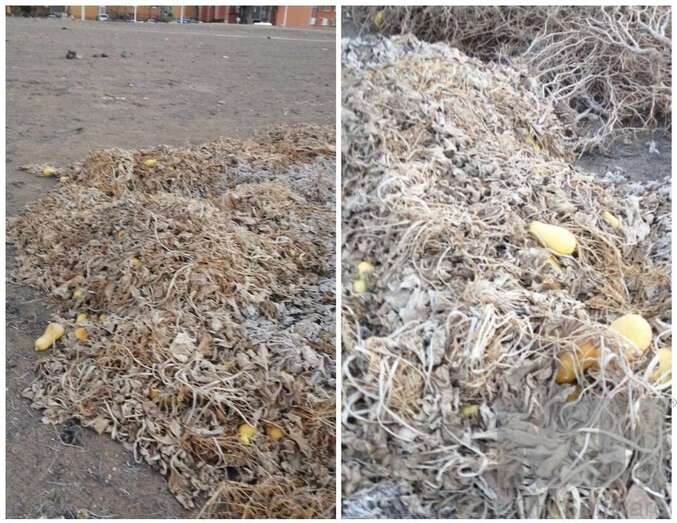 Restos de la limpieza de invernaderos amontonados en un solar próximo a las viviendas/TA.