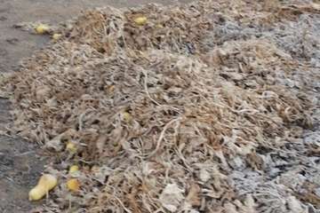 Las Remudas denuncian el amontonamiento de restos de la limpieza de invernaderos/TA.