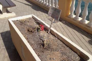 Los árboles de la Plaza de Los Pinos agonizan por la falta de riego/TA.