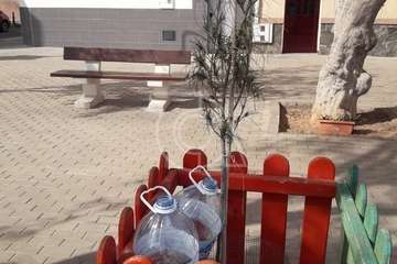 Los árboles de la Plaza de Los Pinos agonizan por la falta de riego/TA.
