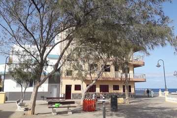 Los árboles de la Plaza de Los Pinos agonizan por la falta de riego/TA.