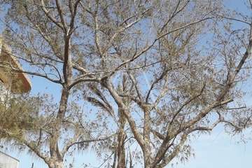 Los árboles de la Plaza de Los Pinos agonizan por la falta de riego/TA.