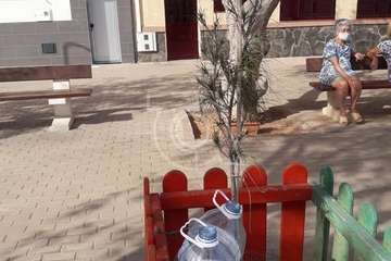 Los árboles de la Plaza de Los Pinos agonizan por la falta de riego/TA.