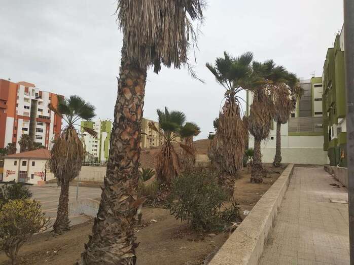 Palmeras descuidadas en unos parterres de la calle de Fernando Sagaseta/TA.