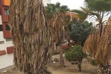  Jardines públicos abandonados en el Valle de Jinámar/TA.