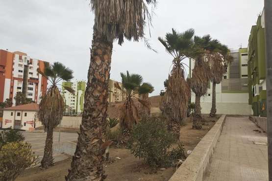  Jardines públicos abandonados en el Valle de Jinámar/TA.