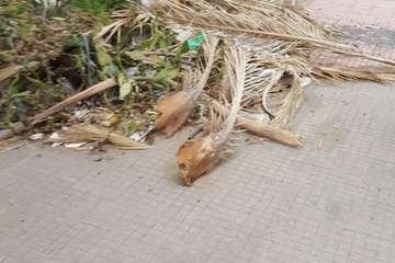  Jardines públicos abandonados en el Valle de Jinámar/TA.