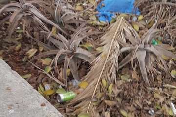  Jardines públicos abandonados en el Valle de Jinámar/TA.
