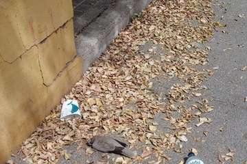 La calle del colegio de Marpequeña, un manto de hojas secas y suciedad/TA.
