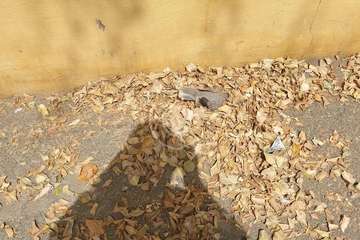 La calle del colegio de Marpequeña, un manto de hojas secas y suciedad/TA.