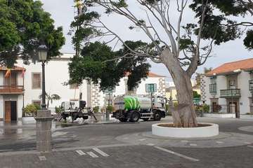 Los viejos árboles de San Juan recobran su brillo natural/TA.