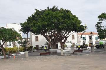 Los viejos árboles de San Juan recobran su brillo natural/TA.