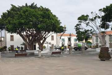 Los viejos árboles de San Juan recobran su brillo natural/TA.