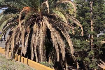 Palmeras descuidadas en Melenara/TA.