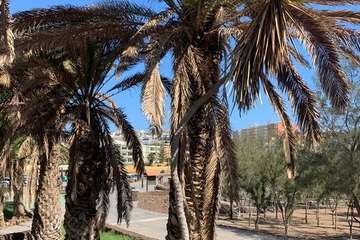 Palmeras descuidadas en Melenara/TA.