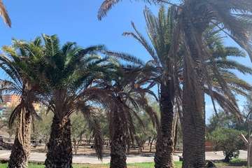 Palmeras descuidadas en Melenara/TA.