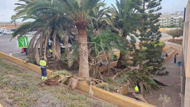 Trabajos en marcha esta mañana en parterres públicos de Melenara/TA.