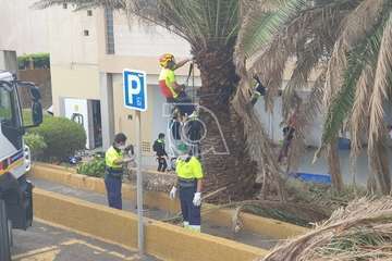 Poda de palmeras en Melenara/TA.