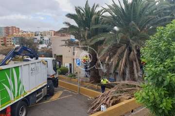 Poda de palmeras en Melenara/TA.