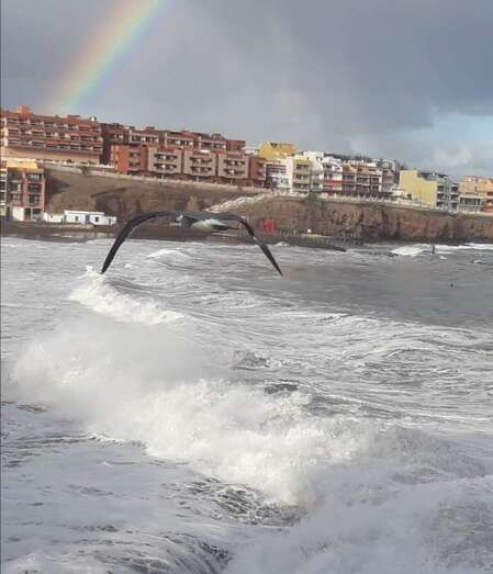 Gaviota sobrevolando sobre el fuerte olejaje en Melenara/Gumersindo Hernández.