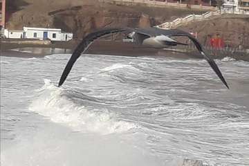 Sobrevolando el temporal marino en Melenara/Gumersindo Hernández.