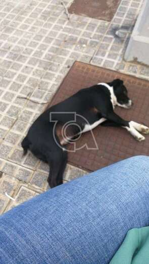 Imagen de la perra localizada esta tarde en la zona de El Contrapeso/TA.