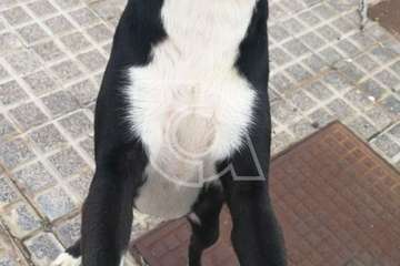 Perra sin microchip hallada en El Contrapeso/TA.