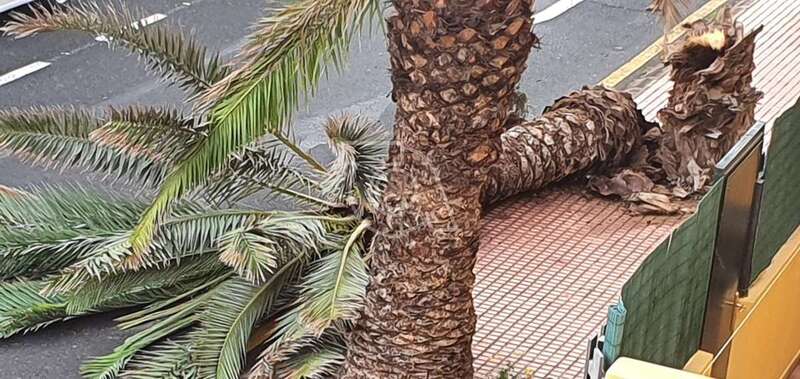 Imagen de la palmera derribada por el viento/TA.
