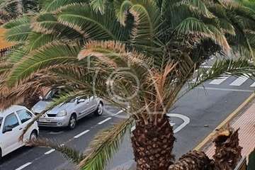 El viento tira una palmera en la urbanización Costa Jardín, en el litoral de Telde/TA.