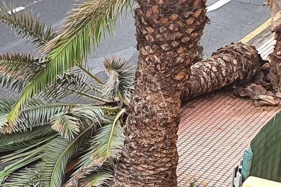 El viento tira una palmera en la urbanización Costa Jardín, en el litoral de Telde/TA.