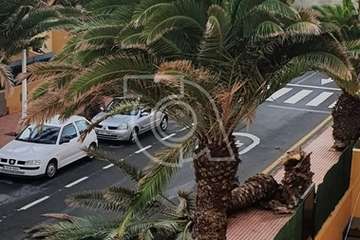 El viento tira una palmera en la urbanización Costa Jardín, en el litoral de Telde/TA.