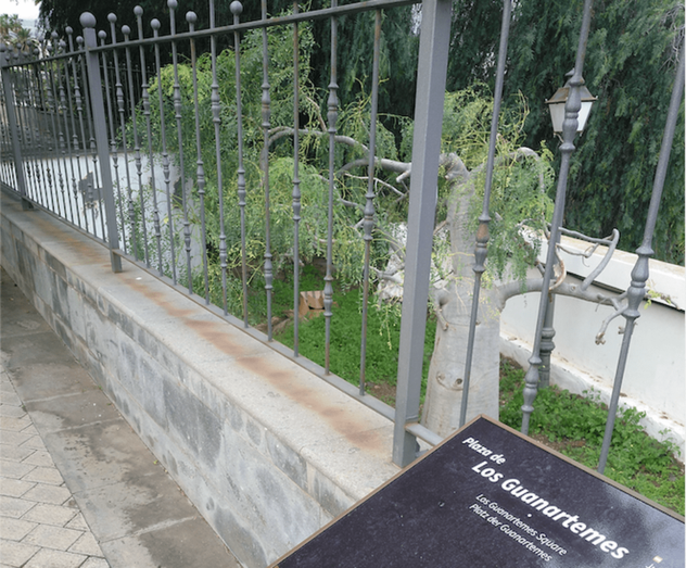 El animal muerto apareció en el interior de una caja de cartón (Foto TA)