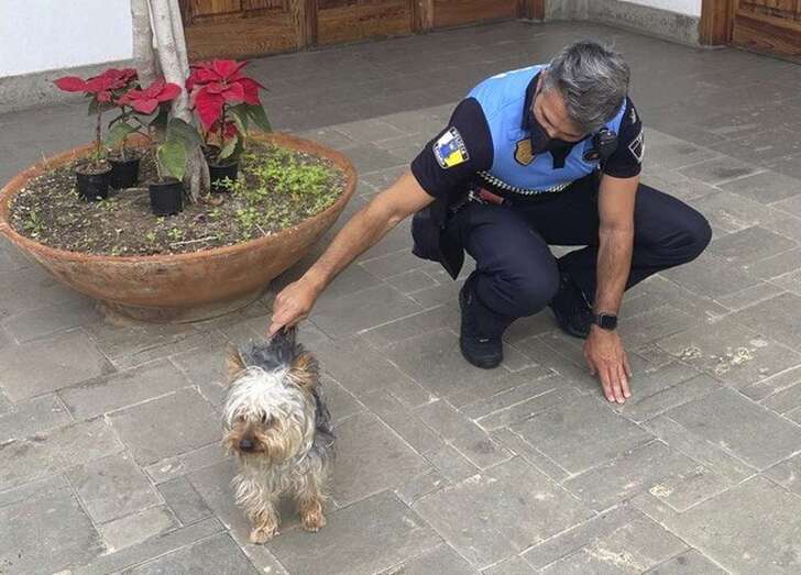 Imagen del perro junto a un agente de la Policía Local de Telde / TA
