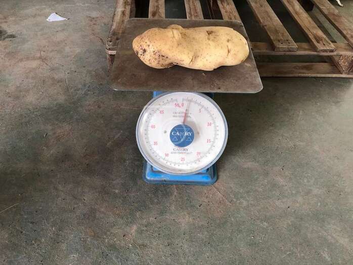 La papa de gran tamaño da casi un peso de 1,2 kilos en la báscula/TA.