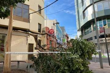 Caída de la rama de un árbol en una calle peatonal de Los Llanos de Telde/TA.