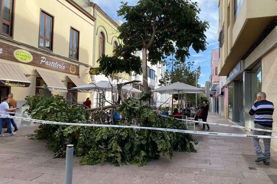 Caída de la rama de un árbol en una calle peatonal de Los Llanos de Telde/TA.