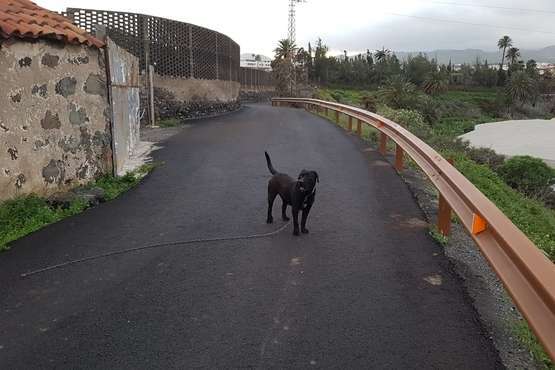 Perro perdido en el Camino del Cubillo (Telde)/TA.