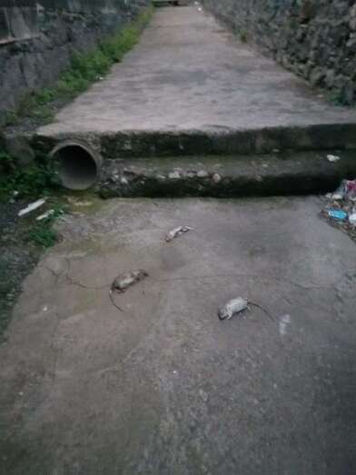 Los roedores, junto a unas escaleras en el barranquillo / TA